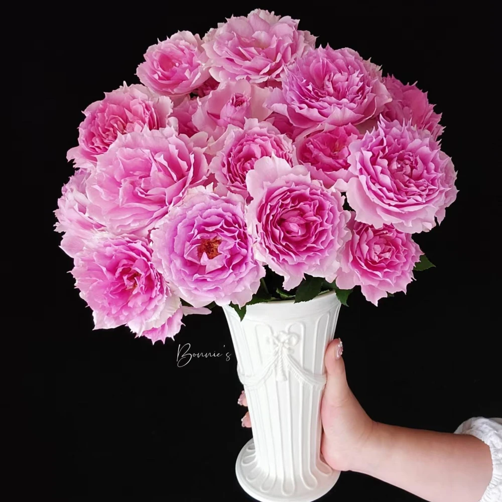 Doniazade Rose Live Plant – Fragrant Peachy-Pink Shrub Rose – Nearly Thornless - Image 3