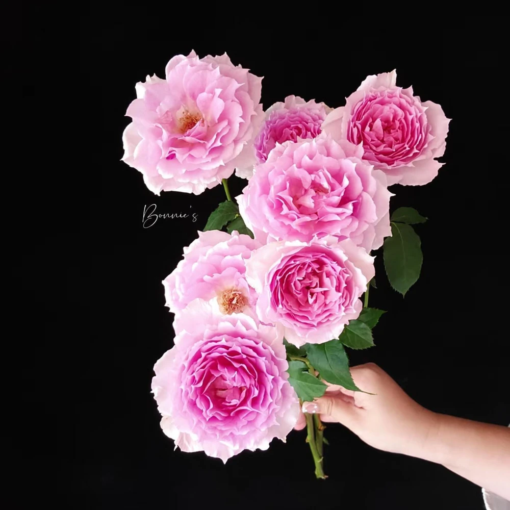 Doniazade Rose Live Plant – Fragrant Peachy-Pink Shrub Rose – Nearly Thornless - Image 4