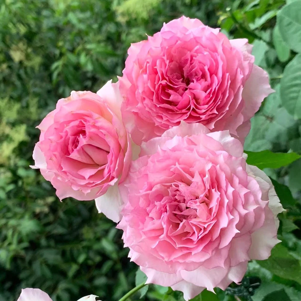Doniazade Rose Live Plant – Fragrant Peachy-Pink Shrub Rose – Nearly Thornless - Image 5