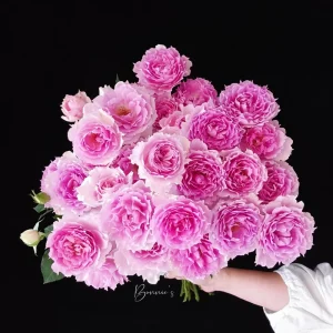 Doniazade Rose Live Plant – Fragrant Peachy-Pink Shrub Rose – Nearly Thornless - Image 6