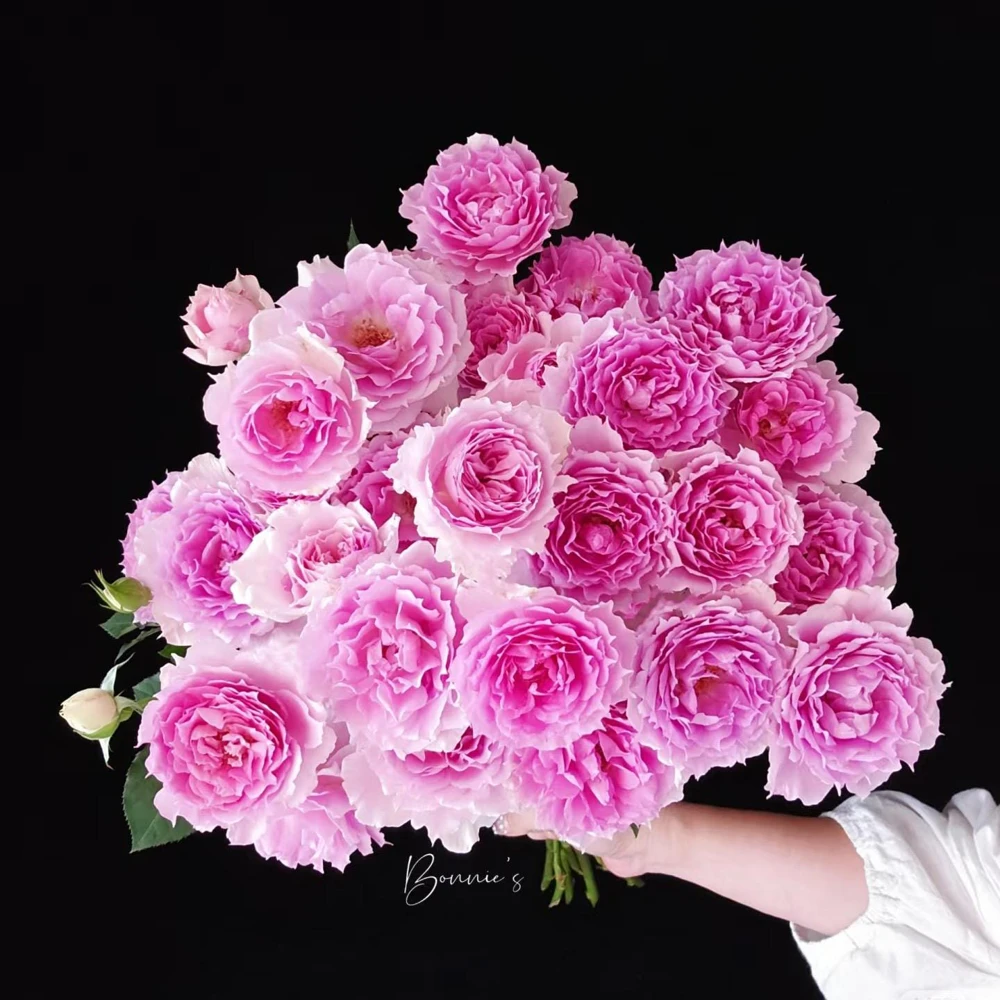 Doniazade Rose Live Plant – Fragrant Peachy-Pink Shrub Rose – Nearly Thornless - Image 6