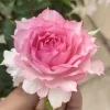 Doniazade Rose Live Plant – Fragrant Peachy-Pink Shrub Rose – Nearly Thornless - Image 1