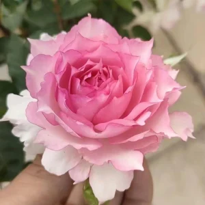 Doniazade Rose Live Plant – Fragrant Peachy-Pink Shrub Rose – Nearly Thornless - Image 1