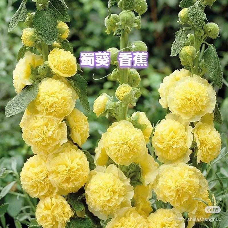 Double Hollyhock Live Plants - 2 Alcea Rosea Seedlings in 5-inch Pot, Outdoor - Image 2