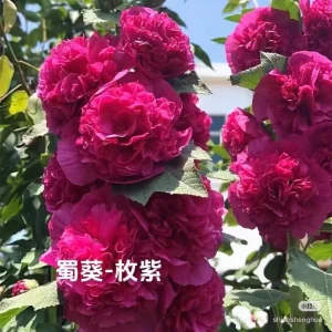 Double Hollyhock Live Plants - 2 Alcea Rosea Seedlings in 5-inch Pot, Outdoor - Image 3