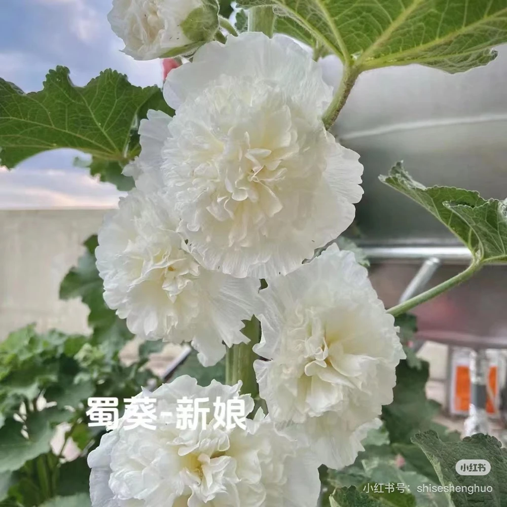 Double Hollyhock Live Plants - 2 Alcea Rosea Seedlings in 5-inch Pot, Outdoor - Image 4