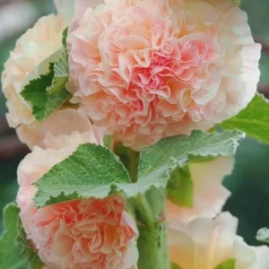 Double Hollyhock Live Plants - 2 Alcea Rosea Seedlings in 5-inch Pot, Outdoor - Image 1