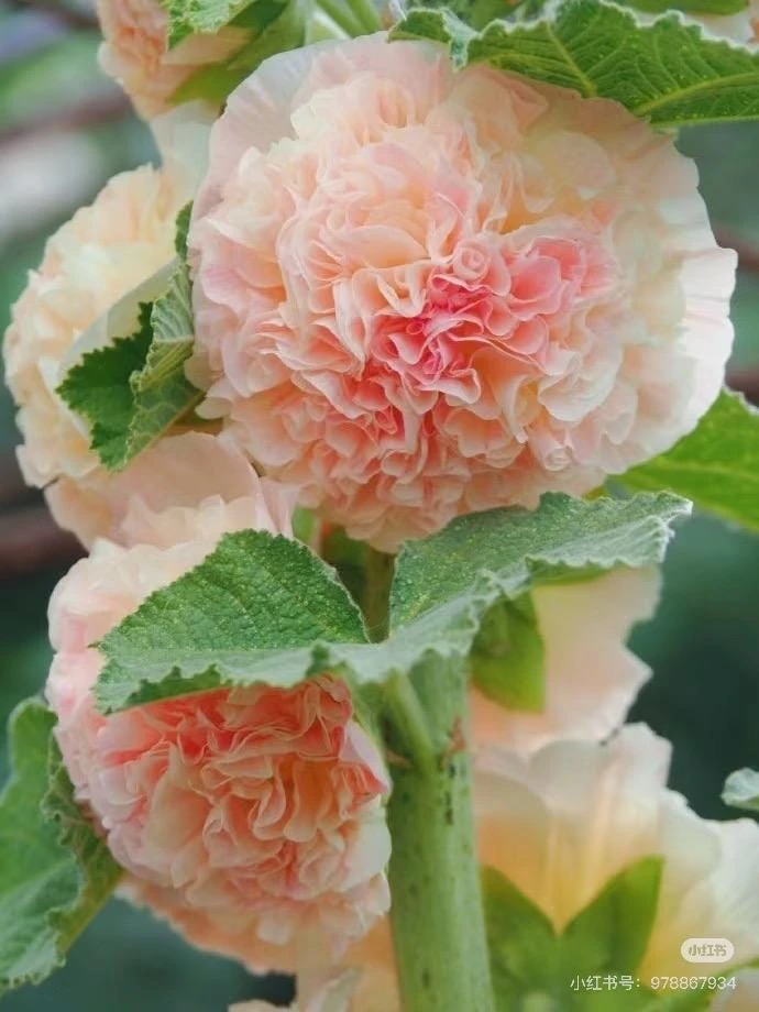 Double Hollyhock Live Plants - 2 Alcea Rosea Seedlings in 5-inch Pot, Outdoor - Image 1