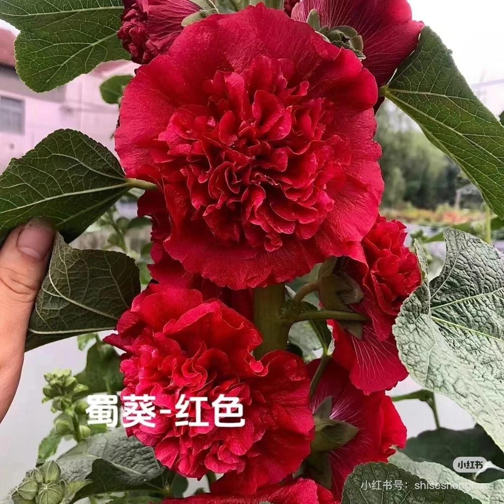Double Hollyhock Live Plants - 2 Alcea Rosea Seedlings in 5-inch Pot, Outdoor - Image 5