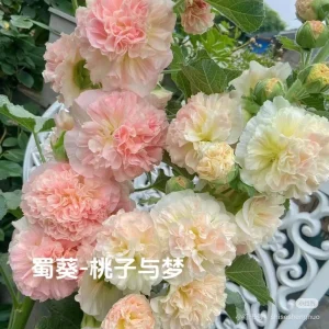Double Hollyhock Live Plants - 2 Alcea Rosea Seedlings in 5-inch Pot, Outdoor - Image 7
