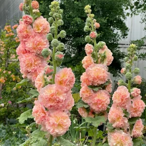 Double Hollyhock Live Plants - 2 Alcea Rosea Seedlings in 5-inch Pot, Outdoor - Image 8
