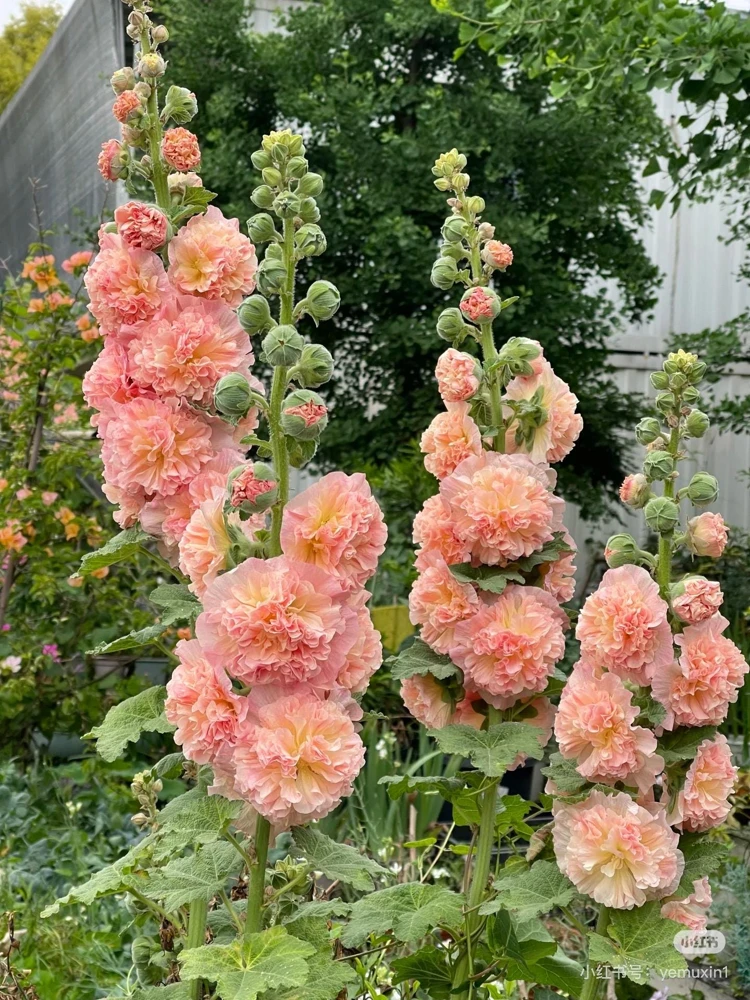 Double Hollyhock Live Plants - 2 Alcea Rosea Seedlings in 5-inch Pot, Outdoor - Image 8
