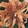Double Tiger Lily Bulb - Orange & Black Lilium Lancifolium - 1 Live Bulb - Image 1