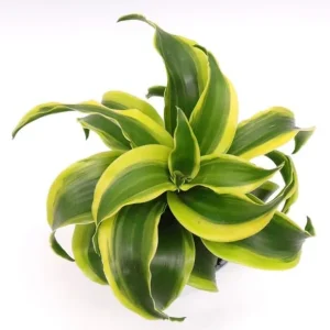 Dracaena Lemon Lime Live Plant - Variegated Indoor Houseplant 4