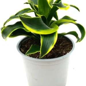 Dracaena Lemon Lime Live Plant - Variegated Indoor Houseplant 4