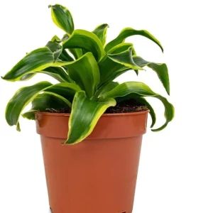 Dracaena Lemon Lime Live Plant - Variegated Indoor Houseplant 4