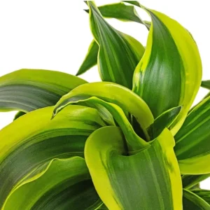 Dracaena Lemon Lime Live Plant - Variegated Indoor Houseplant 4