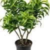 Dracaena Lemon Lime Live Plant - Variegated Indoor Houseplant 4" Pot - Image 1