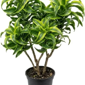Dracaena Lemon Lime Live Plant - Variegated Indoor Houseplant 4