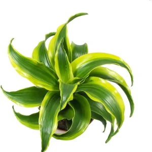Dracaena Lemon Lime Live Plant - Variegated Indoor Houseplant 4