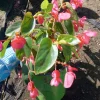 Dragon Wing Pink Begonia Live Plant - 1 Gallon Pot, Indoor/Outdoor - Image 1
