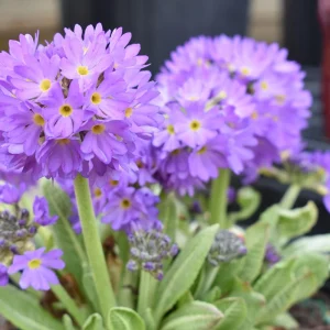 Drumstick Primrose Live Plant - Primula Ronsdorf Mix - 1-3” Tall Starter Plant - Image 2
