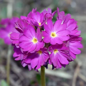 Drumstick Primrose Live Plant - Primula Ronsdorf Mix - 1-3” Tall Starter Plant - Image 3