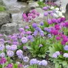 Drumstick Primrose Live Plant - Primula Ronsdorf Mix - 1-3” Tall Starter Plant - Image 1