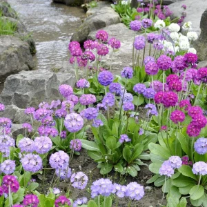 Drumstick Primrose Live Plant - Primula Ronsdorf Mix - 1-3” Tall Starter Plant - Image 1