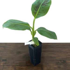 Dwarf Cavendish Banana Live Plant - Musa acuminata - Grow Your Own Food Indoors/Outdoors - Image 3