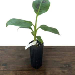Dwarf Cavendish Banana Live Plant - Musa acuminata - Grow Your Own Food Indoors/Outdoors - Image 5