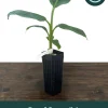 Dwarf Cavendish Banana Live Plant - Musa acuminata - Grow Your Own Food Indoors/Outdoors - Image 1
