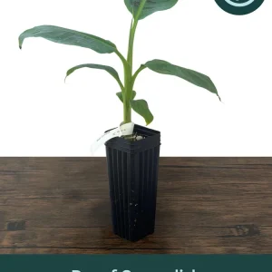 Dwarf Cavendish Banana Live Plant - Musa acuminata - Grow Your Own Food Indoors/Outdoors - Image 1