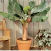 Dwarf Cavendish Banana Live Plant – Patio & Houseplant – Fruit Producer – 3 Gallon - Image 1