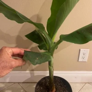 Dwarf Cavendish Banana Live Plant – Patio & Houseplant – Fruit Producer – 3 Gallon - Image 2