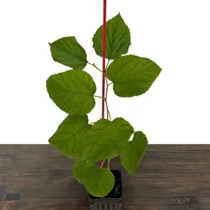 Dwarf Everbearing Mulberry Live Plant – Sweet Black Berries – 7-15 ft Mature Height - Image 4