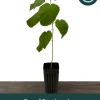 Dwarf Everbearing Mulberry Live Plant – Sweet Black Berries – 7-15 ft Mature Height - Image 1