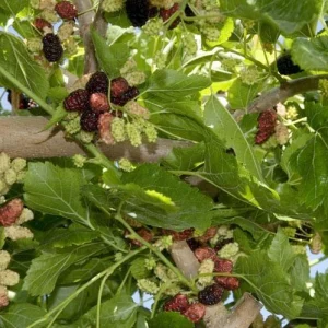 Dwarf Everbearing Mulberry Live Plant – Sweet Black Berries – 7-15 ft Mature Height - Image 8