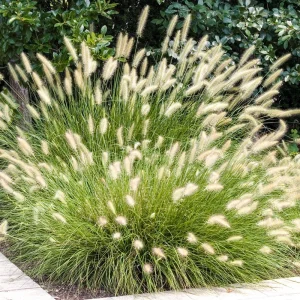 Dwarf Fountain Grass 'Hameln' - Pennisetum Ornamental Grass Live Starter Plant, 2.5