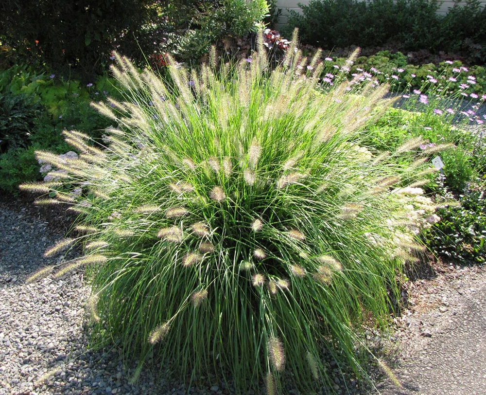 Dwarf Fountain Grass 'Hameln' - Pennisetum Ornamental Grass Live Starter Plant, 2.5" Pot - Image 3