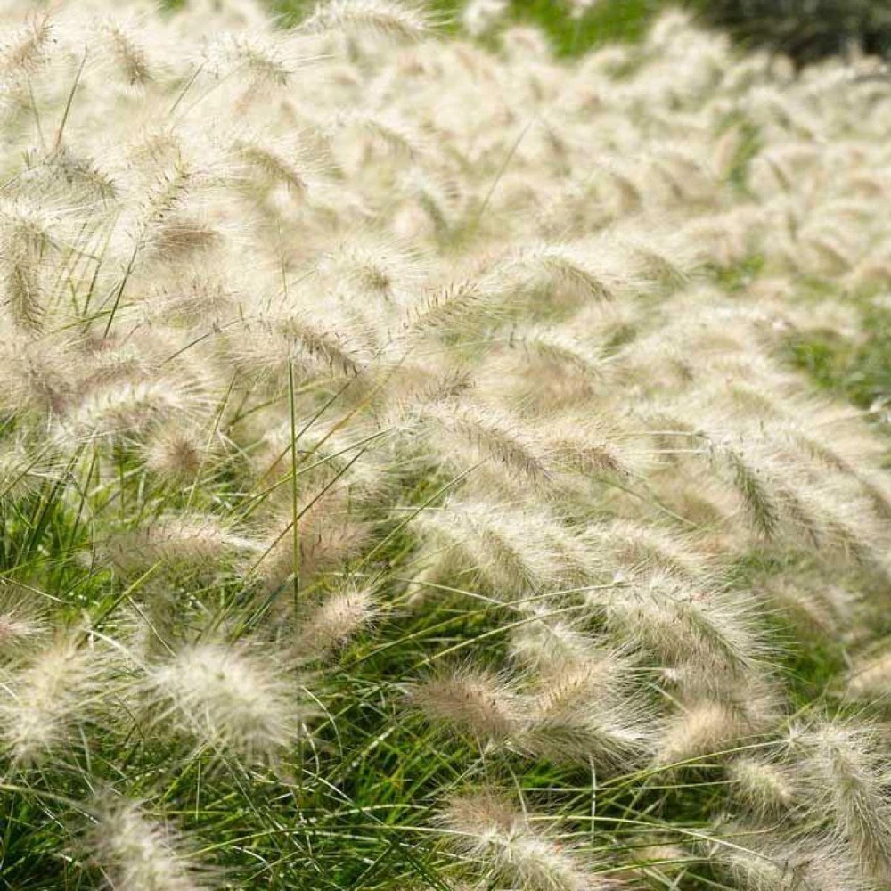 Dwarf Fountain Grass 'Hameln' - Pennisetum Ornamental Grass Live Starter Plant, 2.5" Pot - Image 4