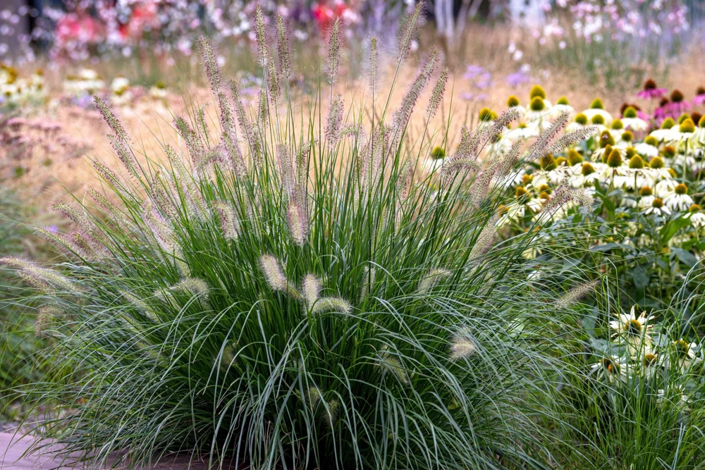 Dwarf Fountain Grass 'Hameln' - Pennisetum Ornamental Grass Live Starter Plant, 2.5" Pot - Image 5