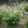 Dwarf Fountain Grass 'Hameln' - Pennisetum Ornamental Grass Live Starter Plant, 2.5" Pot - Image 1