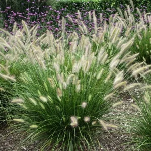 Dwarf Fountain Grass 'Hameln' - Pennisetum Ornamental Grass Live Starter Plant, 2.5" Pot - Image 1