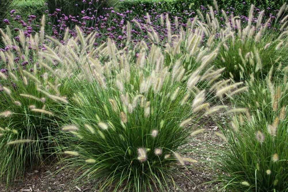Dwarf Fountain Grass 'Hameln' - Pennisetum Ornamental Grass Live Starter Plant, 2.5" Pot - Image 1
