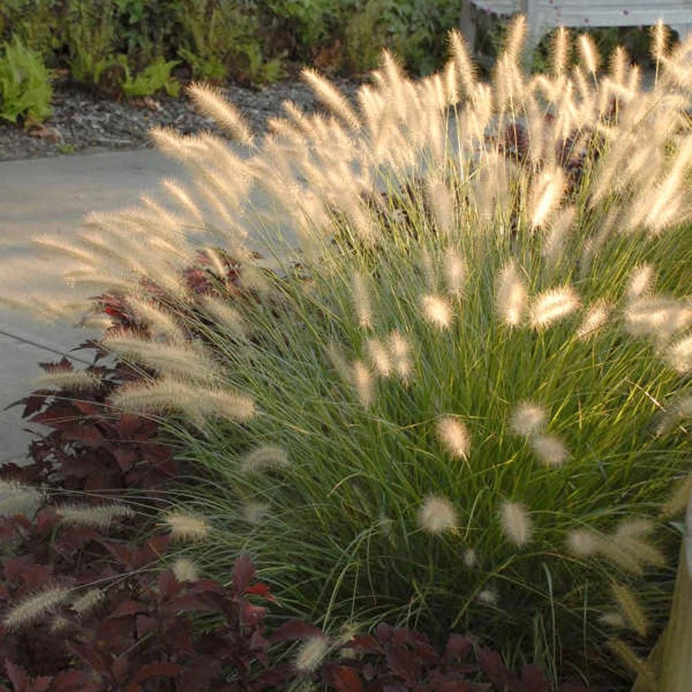 Dwarf Fountain Grass 'Hameln' - Pennisetum Ornamental Grass Live Starter Plant, 2.5" Pot - Image 6