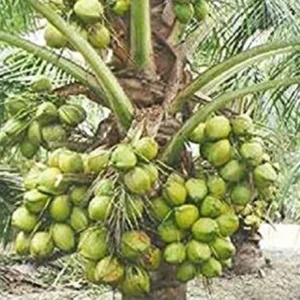 Dwarf Green Malayan Coconut Tree Live Plant – 1 Gallon Palm – Outdoor/Indoor - Image 1