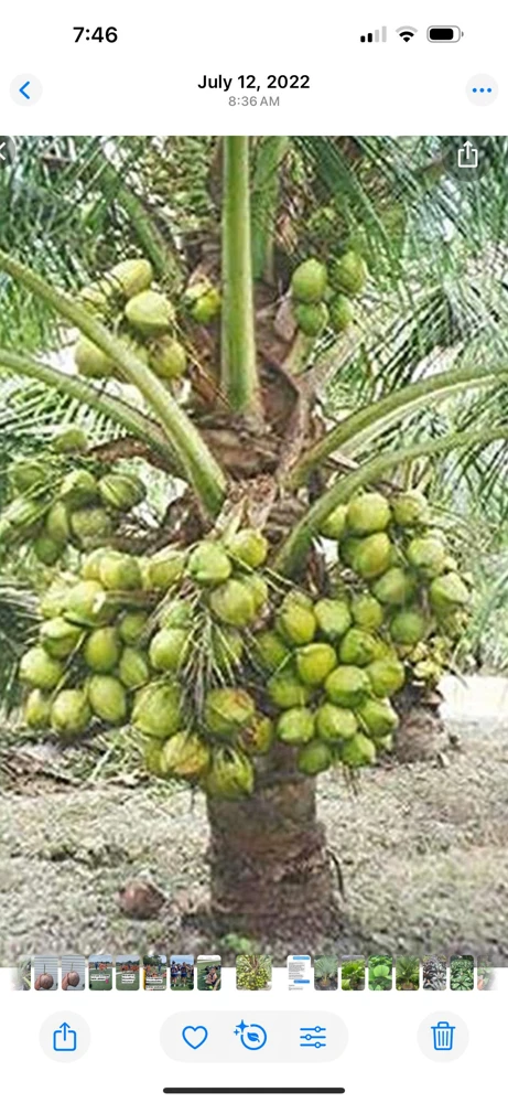 Dwarf Green Malayan Coconut Tree Live Plant – 1 Gallon Palm – Outdoor/Indoor - Image 1