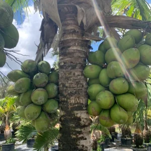 Dwarf Green Malayan Coconut Tree Live Plant – 1 Gallon Palm – Outdoor/Indoor - Image 2