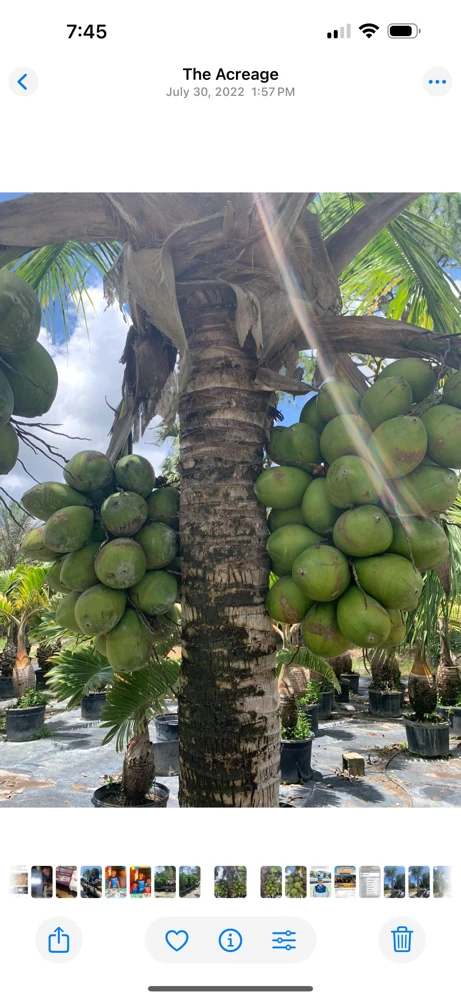Dwarf Green Malayan Coconut Tree Live Plant – 1 Gallon Palm – Outdoor/Indoor - Image 2